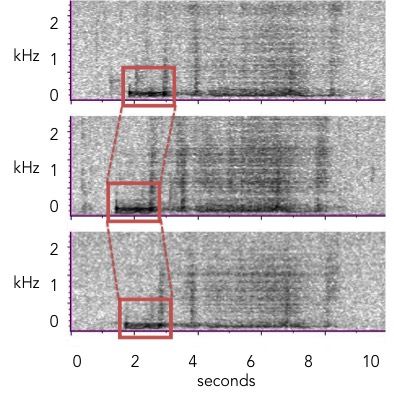 spectrogram of animal calling