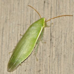 green bug on a table