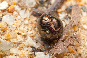 brown pill cockroach in a ball