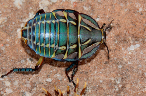 blue cockroach on a rock