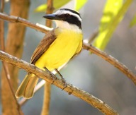 yellow bird sitting on tree limb