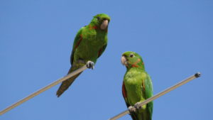 two green birds sitting on tree limbs