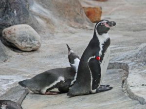 two penguins on a rock at the zoo