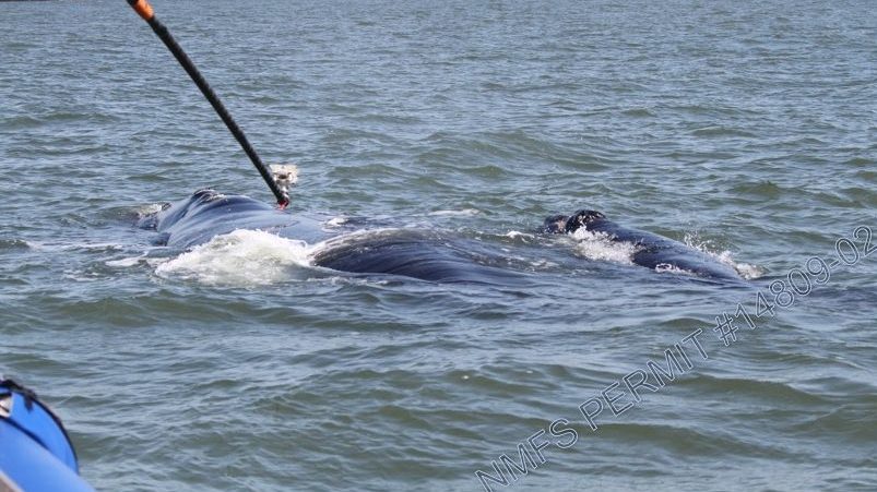 north atlantic right whale mom and calf tagged