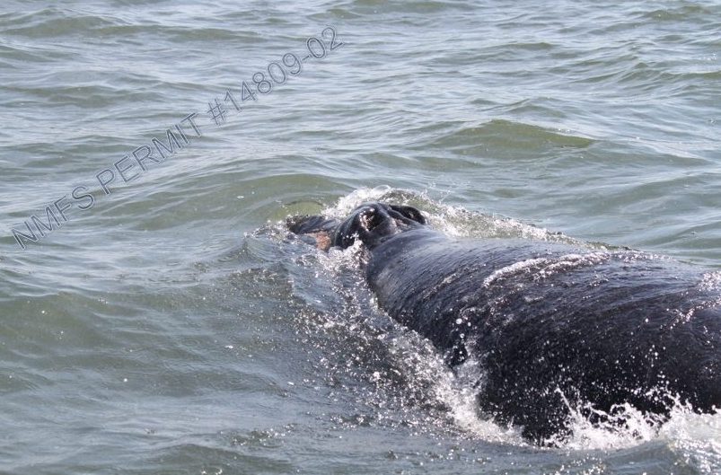 north atlantic right whale calf at water surface
