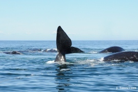 numerous whales slightly above water