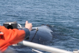 researcher tagging a whale