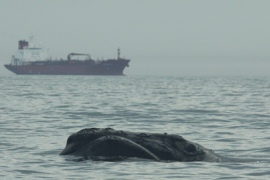 whale head out of water with ship in background